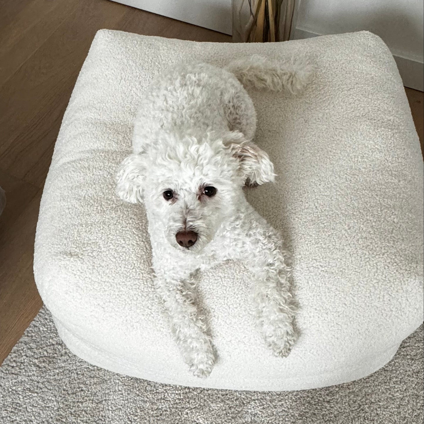 Hund liegt auf Poufet Pouf mit Bouclé-Bezug – handgemachtes Hundebett von Poufet