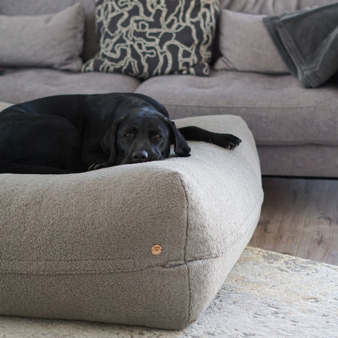 Hund auf dem Dozzy Pouf Bouclé Dunkelgrau im Wohnzimmer – zeitloses Design als stilvoller Einrichtungsgegenstand, DozzyDog