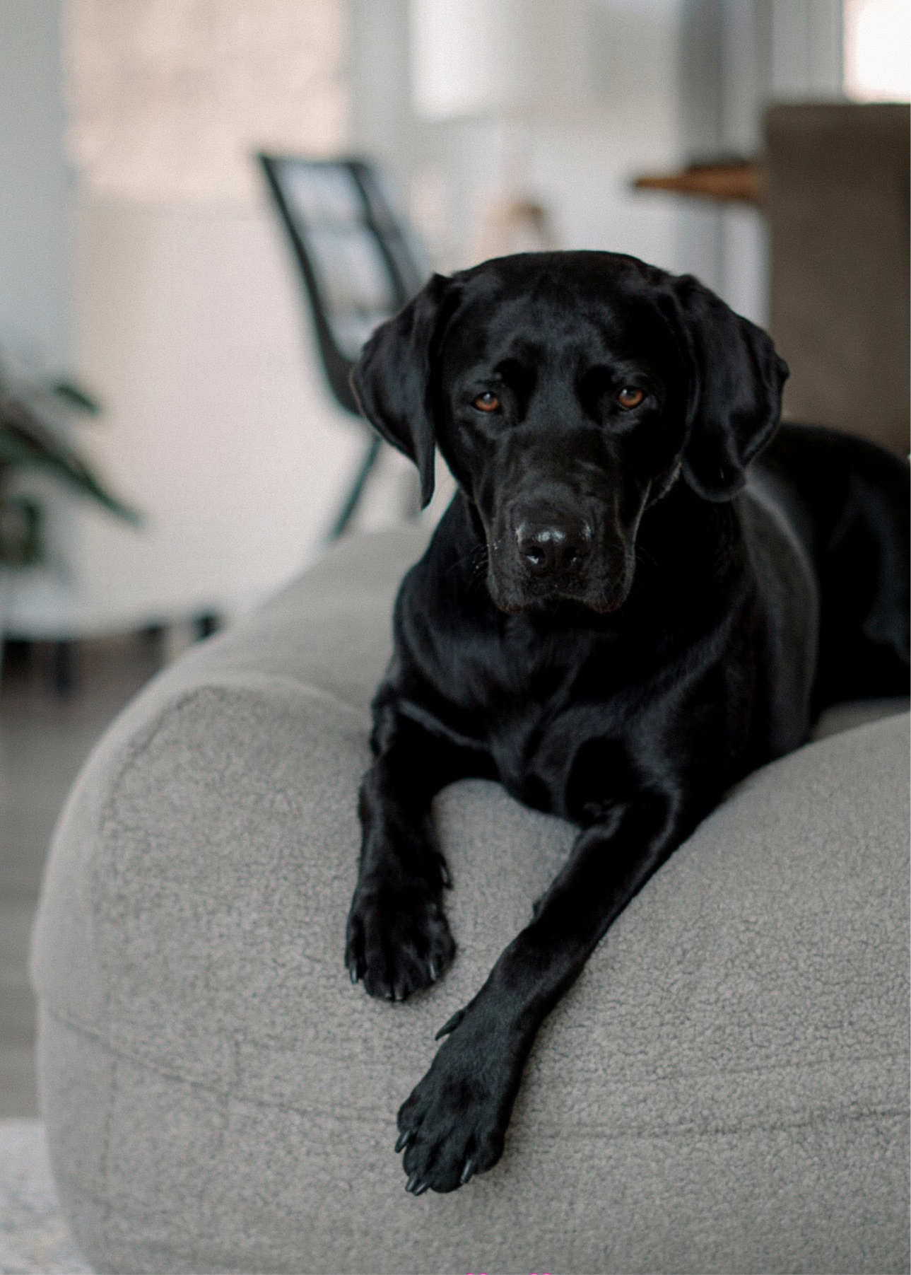 Nahaufnahme Dozzy Pouf Dunkelgrau – flauschiger Teddystoff mit edler Optik
