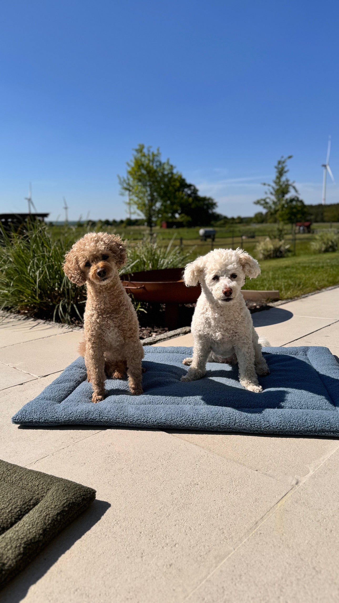 Komfort Hundedecke - rechteckig - Teddystoff