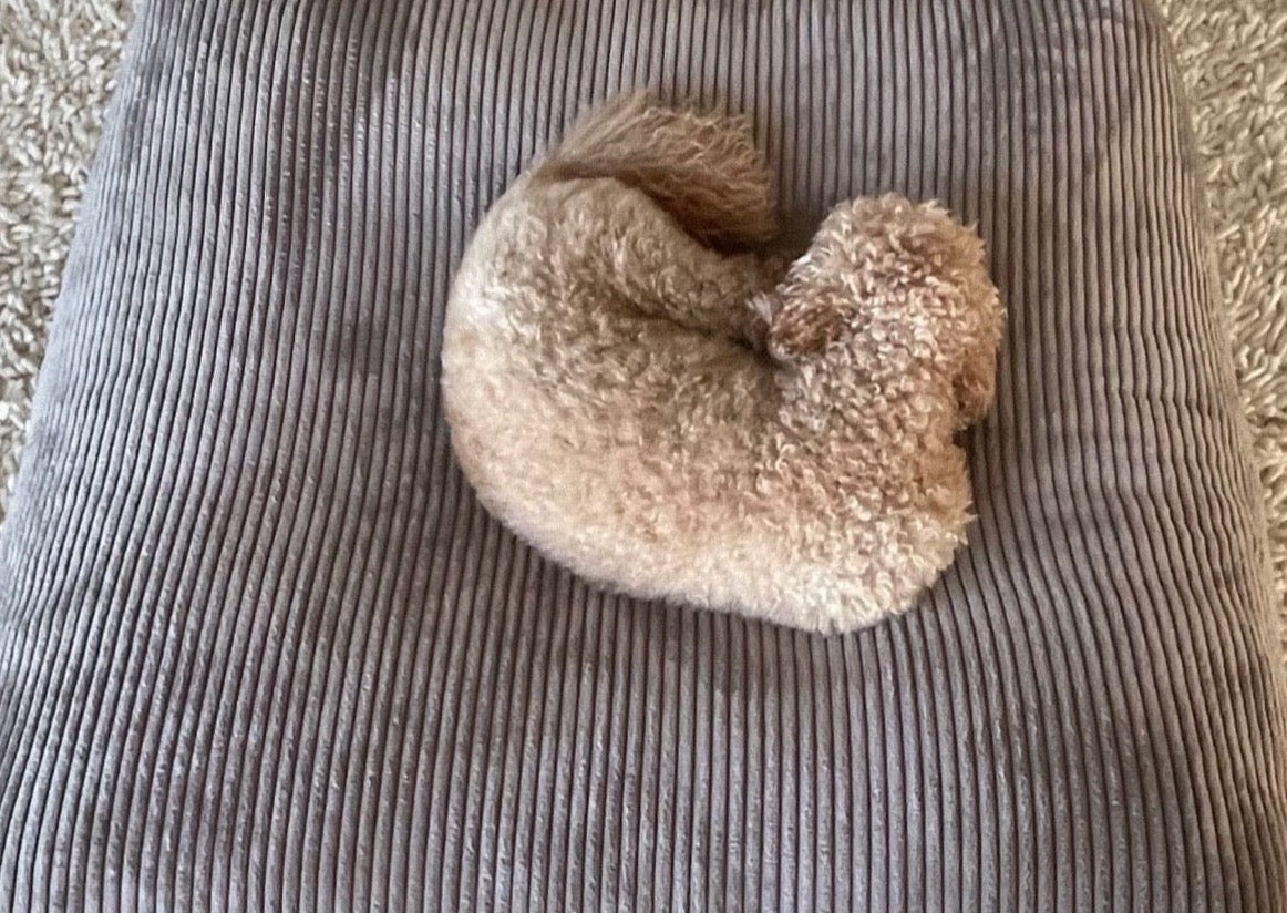 Dozzy Pouf – Breitcord Taupe