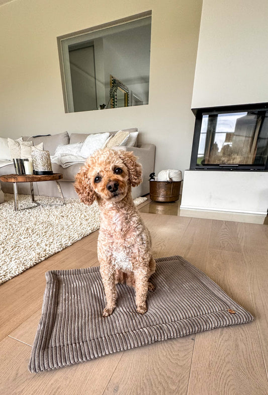 Hund steht auf der Dozzy Komfort Hundedecke Breitcord – weiche Hundedecke mit Vlies, handgemacht in Deutschland
