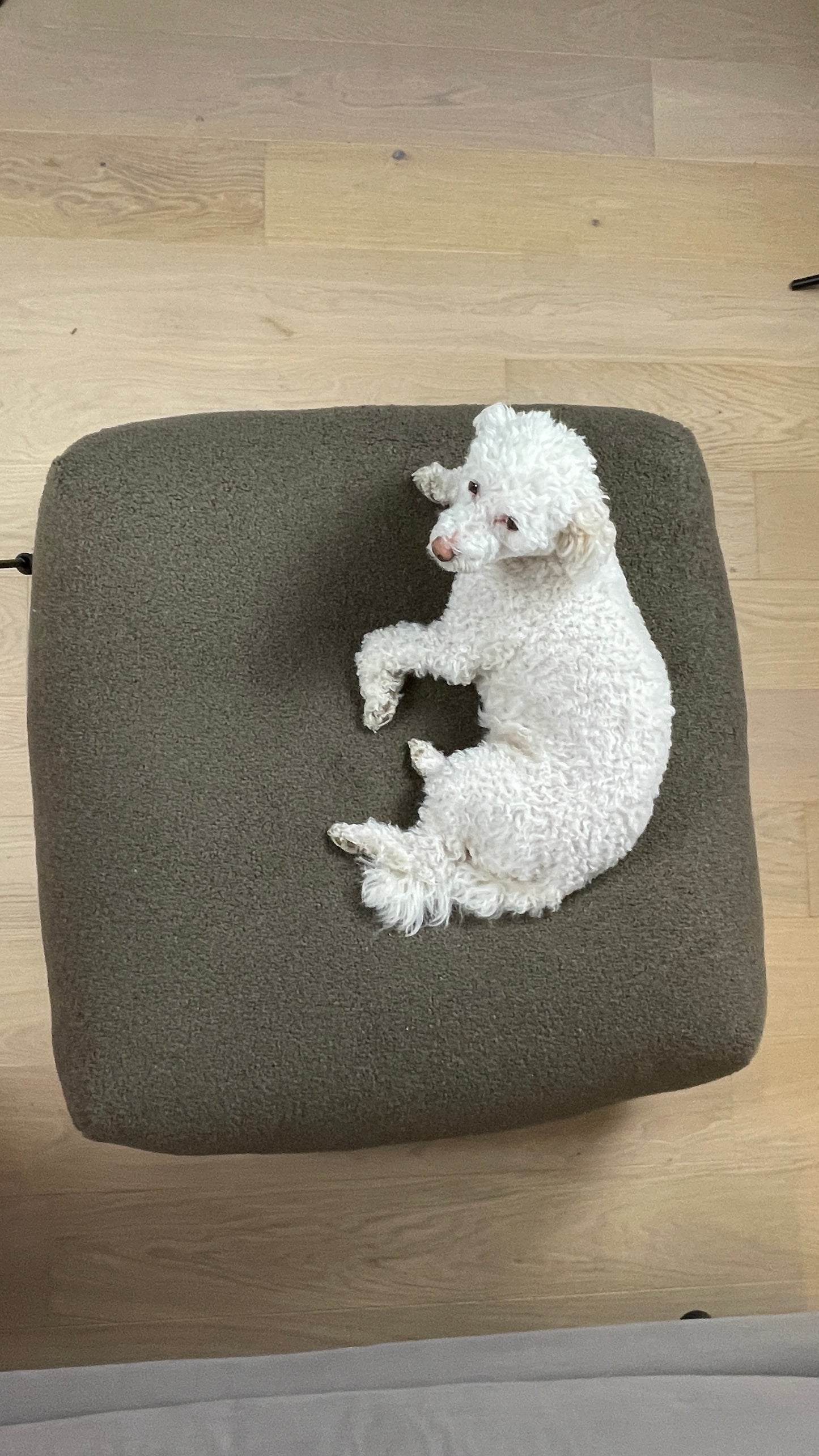 Sale - Bezug für Dozzy Pouf M - Teddystoff Schokobraun