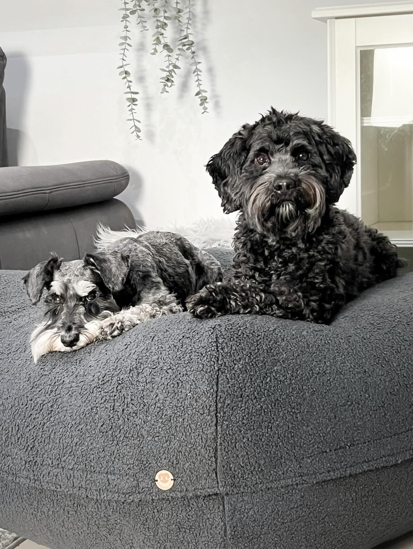 Dozzy Pouf Teddystoff Anthrazit – handgemachtes Designer-Hundebett für höchsten Komfort, ideal für zwei Hunde