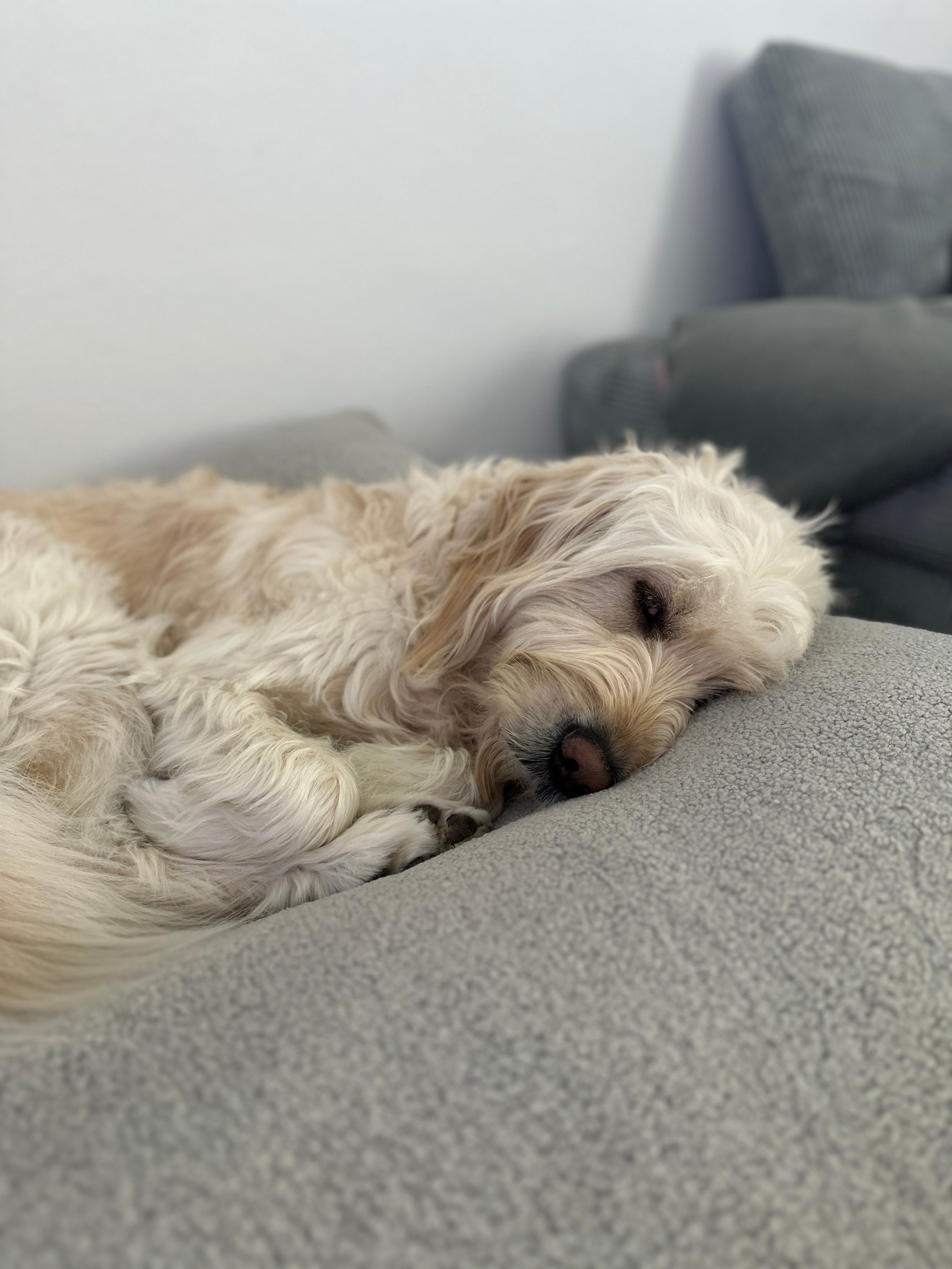 Dozzy Pouf Teddystoff hellgrau – handgemachtes, orthopädisches Hundebett, weich & komfortabel für erholsamen Schlaf