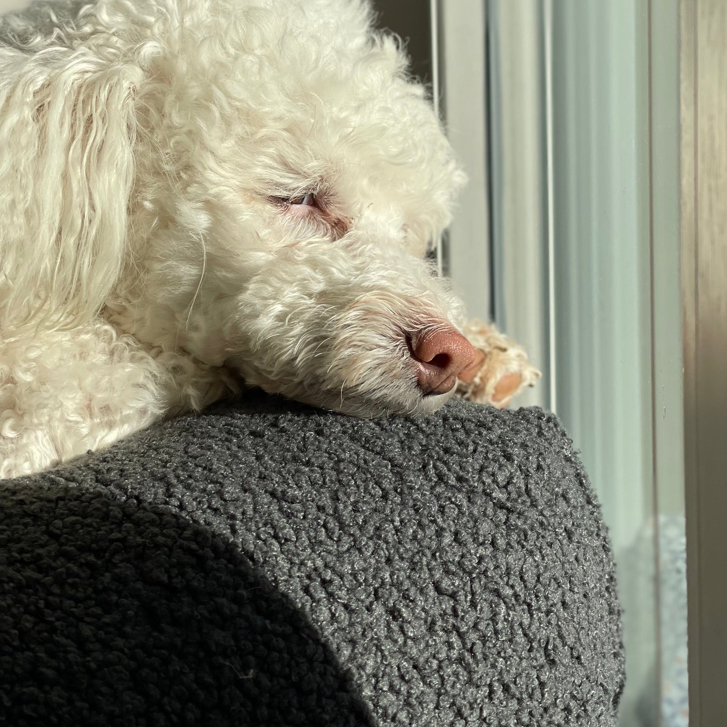 Dozzy Dog Bed – Teddystoff Anthrazit